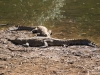 Crocodiles d\'eau douce